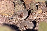 Gambels Quail BdA Dec 2022
